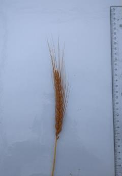 Click for 3 image(s) for this accession. SPIKE